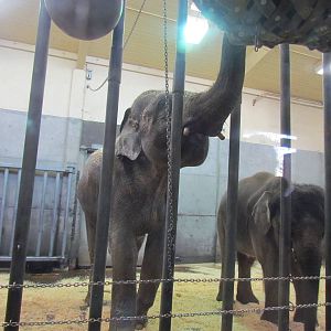 Asia - Asian Elephants