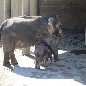 Asia - Asian Elephants