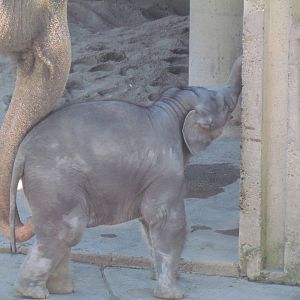 Asia - Asian Elephants