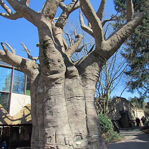 Africa - Predators of the Serengeti