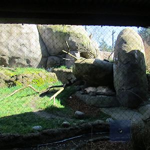 Africa - Predators of the Serengeti