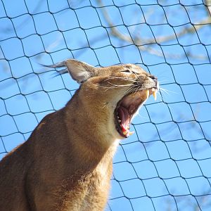 Africa - Predators of the Serengeti