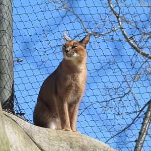Africa - Predators of the Serengeti