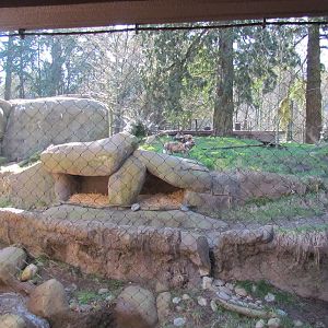 Africa - Predators of the Serengeti