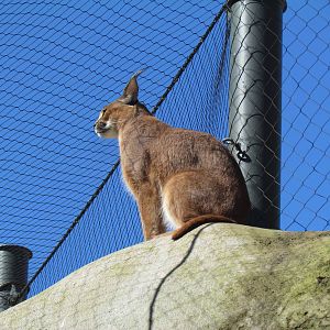 Africa - Predators of the Serengeti