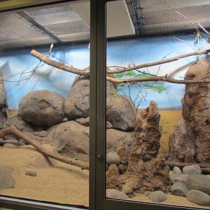 Africa - Predators of the Serengeti