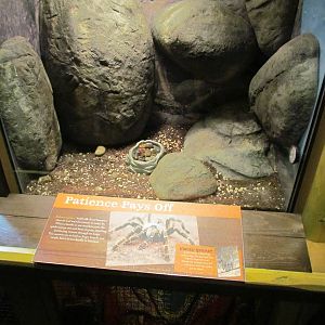 Africa - Predators of the Serengeti