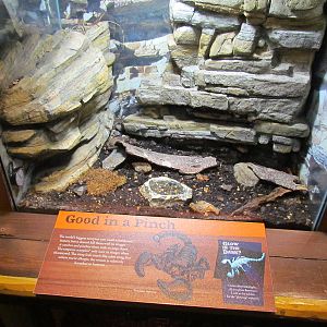 Africa - Predators of the Serengeti