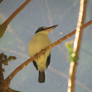 Africa - Vollum Aviary