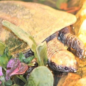 western twist-neck turtle