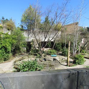 Pacific Shores - Amur Cats