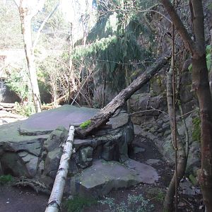 Pacific Shores - Amur Cats