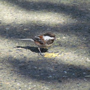 Chestnut-backed Chickadee (wild)