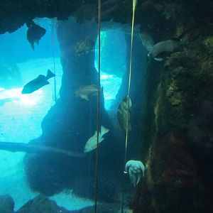 Pacific Shores - Steller Cove