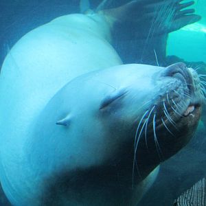 Pacific Shores - Steller Cove