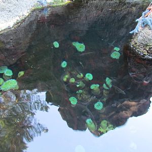 Pacific Shores - Steller Cove