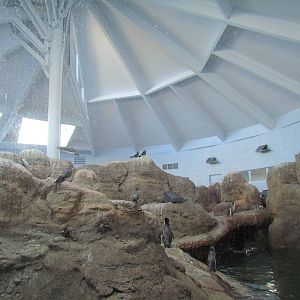 Pacific Shores - Penguinarium