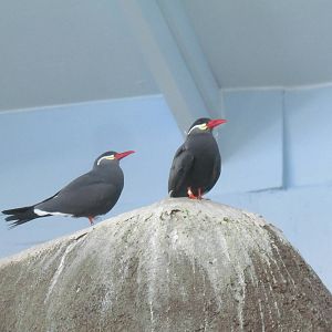 Pacific Shores - Penguinarium