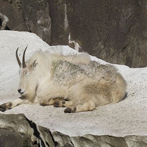 Great Northwest - Cascade Crest