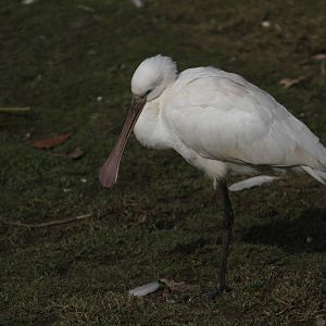 Spoonbill Species ID