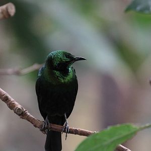 ID Help Again Please