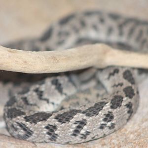 african egg-eating snake