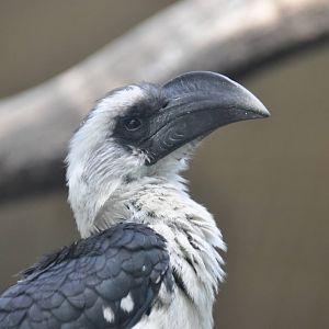 Von der Decken`s hornbill/ Tockus deckeni