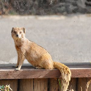 Yellow mongoose/ Cynictis penicillata