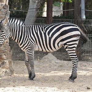 Grant`s zebra/ Equus burchellii boehmi