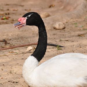 Black-necked swan/ Cygnus melanocoryphus