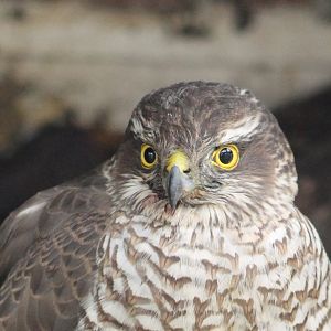 close-up sparrow hawk