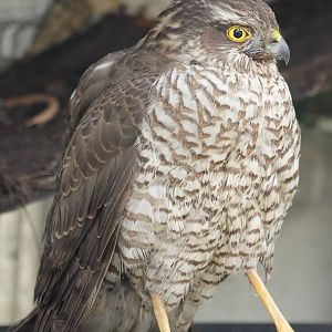sparrow hawk in my garden