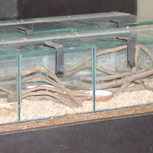 rearing-cages egg-eating snakes
