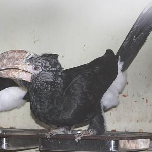 silver-cheeked hornbill