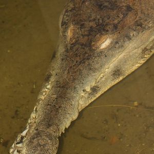 slender-snouted crocodile