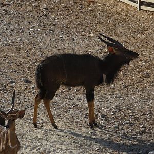 Nyala/ Tragelaphus angasii