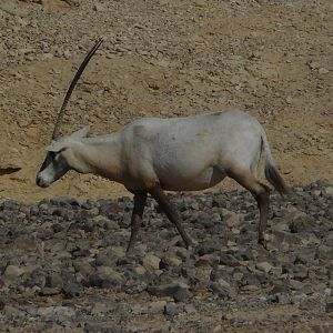Arabian oryx/ Oryx leucoryx