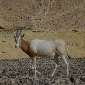 Scimitar-horned oryx/ Oryx dammah