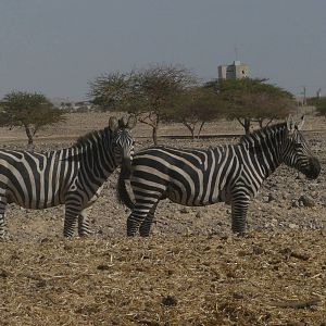 Grant`s zebra/ Equus burchellii boehmi