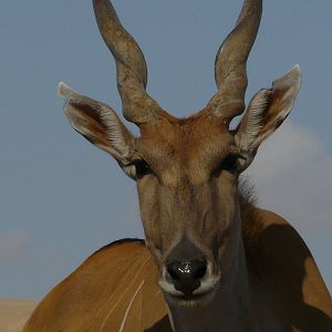 Common eland/ Taurotragus oryx