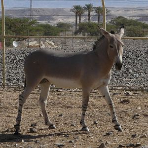Somali wild ass/ Equus asinus somalicus
