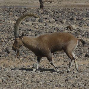Nubian ibex/ Capra nubiana