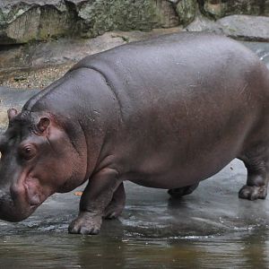 hippo