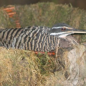 incubating sunbittern