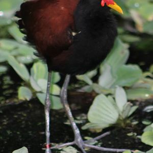 wattled jacana