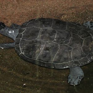 ( south american ) turtle ID needed