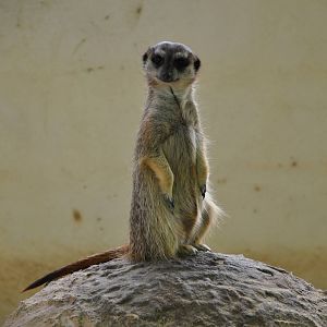 Slender-tailed meerkat/ Suricata suricatta