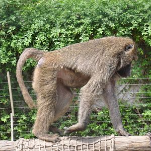 Olive baboon/ Papio hamadryas anubis