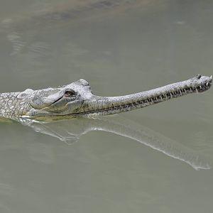 Gharial/ Gavialis gangeticus