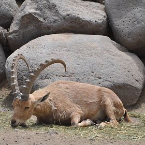 Nubian ibex/ Capra nubiana
